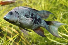 Madagaskar-Buntbarsch (Ptychochromis oligacanthus) im Kölner Zoo