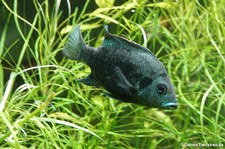 Madagaskar-Buntbarsch (Ptychochromis oligacanthus) im Kölner Zoo