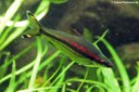 Dawkinsia denisonii