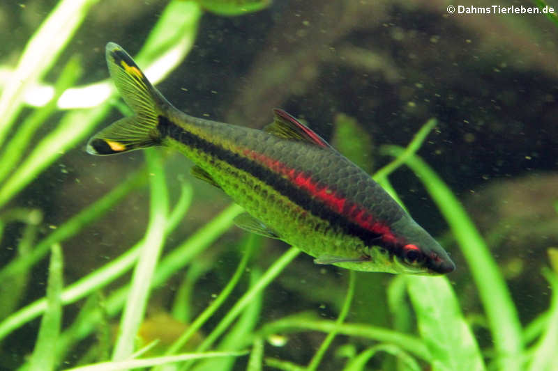 Rotstreifenbarbe Dawkinsia denisonii-2