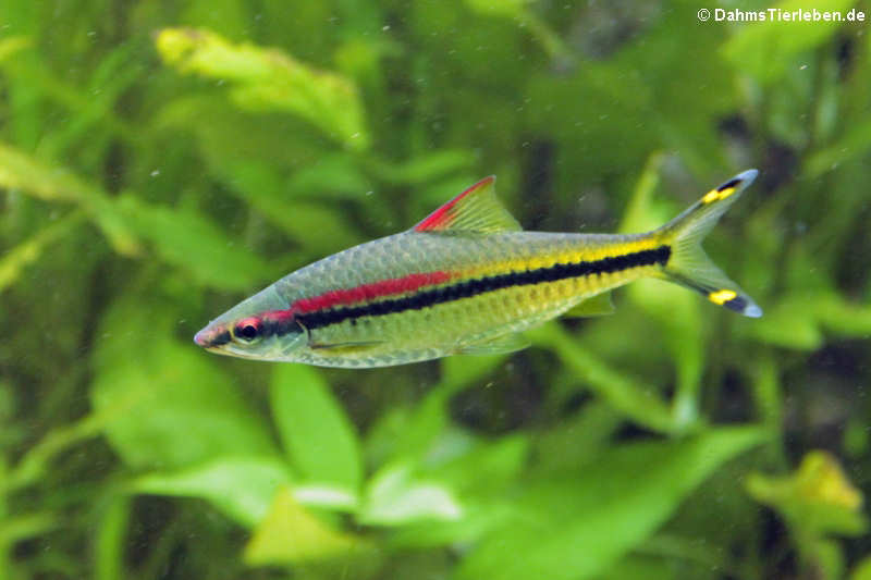 Rotstreifenbarbe Dawkinsia denisonii-1