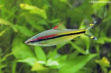 Denisonbarbe (Puntius denisonii) im Kölner Zoo