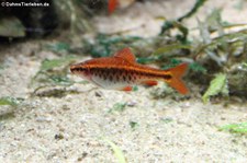 Bitterlingsbarbe (Puntius titteya) im Kölner Zoo