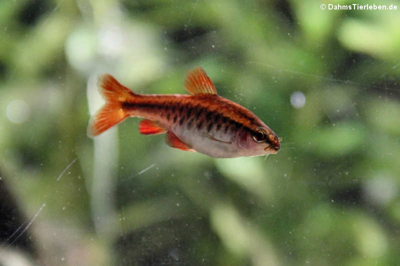 Bitterlingsbarbe Puntius titteya-2