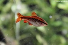 Bitterlingsbarbe (Puntius titteya) im Kölner Zoo