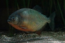 Natterers Sägesalmler (Pygocentrus nattereri) im Kölner Zoo