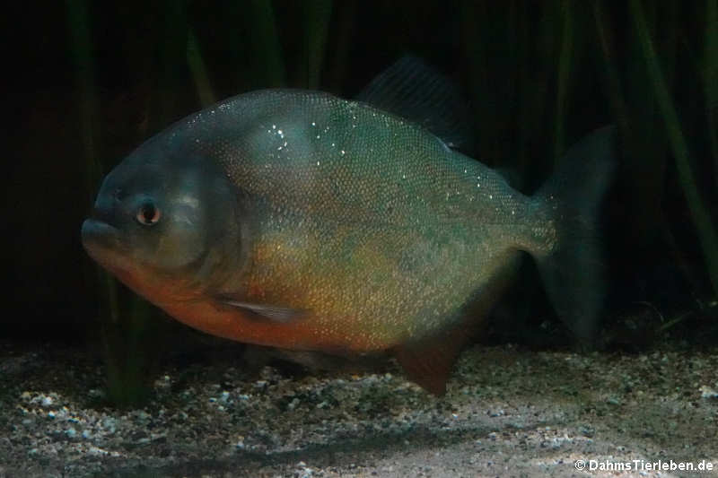 Roter Piranha Pygocentrus nattereri-5