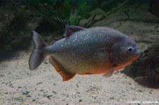 Natterers Sägesalmler (Pygocentrus nattereri) im Kölner Zoo