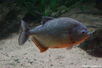 Natterers Sägesalmler oder Roter Piranha (Pygocentrus nattereri)