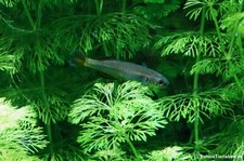 Edelstein-Regenbogenfisch (Rheocles vatosoa) im Kölner Zoo