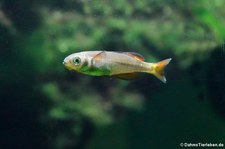 Edelstein-Regenbogenfisch (Rheocles vatosoa) im Kölner Zoo