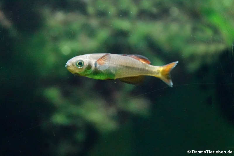 Edelstein-Regenbogenfisch Rheocles vatosoa-3