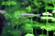 Edelstein-Regenbogenfisch (Rheocles vatosoa) im Kölner Zoo