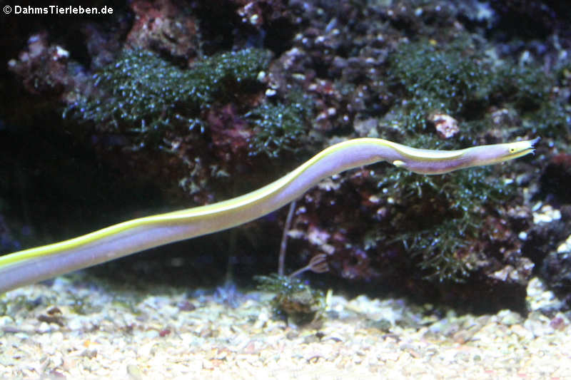 Rhinomuraena quaesita-2