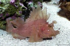 Tentakel Schluckspecht (Rhinopias frondosa) im Kölner Zoo