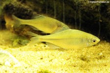 Bitterlinge (Rhodeus amarus) im Kölner Zoo