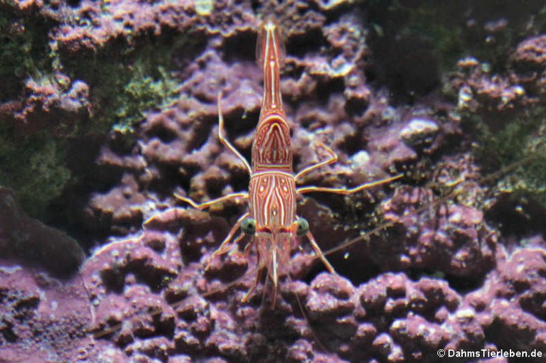 Rhynchocinetes durbanensis