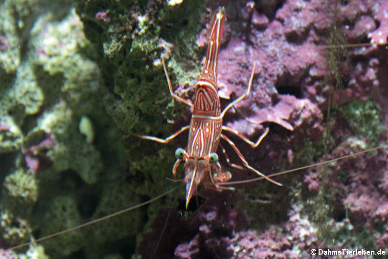 Rhynchocinetes durbanensis-2