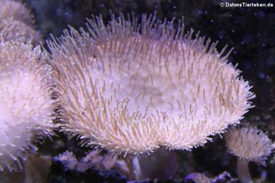 Lederkoralle der Gattung Sarcophyton