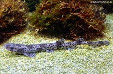 Kleingefleckter Katzenhai (Scyliorhinus canicula) im Kölner Zoo