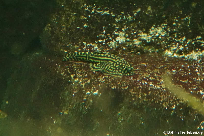 Sewellia lineolata