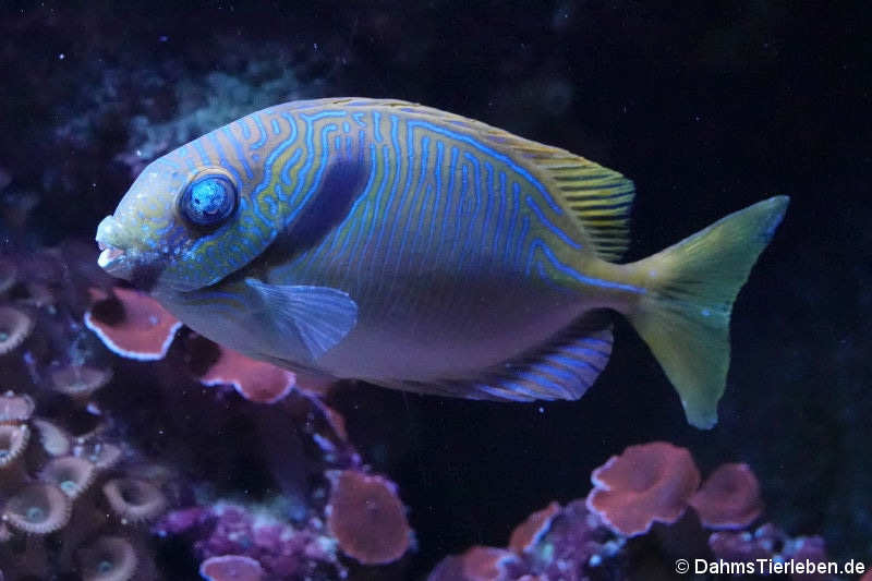 Blaustreifen-Kaninchenfisch (Siganus doliatus)