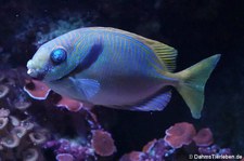 Blaustreifen-Kaninchenfisch (Siganus doliatus) im Kölner Zoo