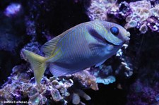 Blaustreifen-Kaninchenfisch (Siganus doliatus) im Kölner Zoo