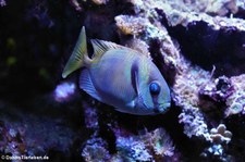 Blaustreifen-Kaninchenfisch (Siganus doliatus) im Kölner Zoo