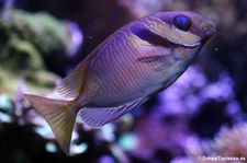 Kopfband-Kaninchenfisch (Siganus virgatus) im Kölner Zoo