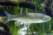 Döbel (Squalius cephalus) im Kölner Zoo