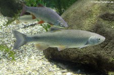 Döbel (Squalius cephalus) im Kölner Zoo