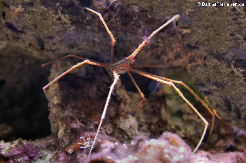 Stenorhynchus seticornis-1