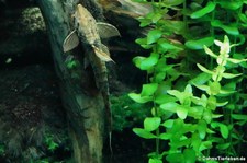 Goldstörwels (Sturisoma aureum) im Kölner Zoo