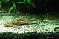 Goldstörwels (Sturisoma aureum) im Kölner Zoo