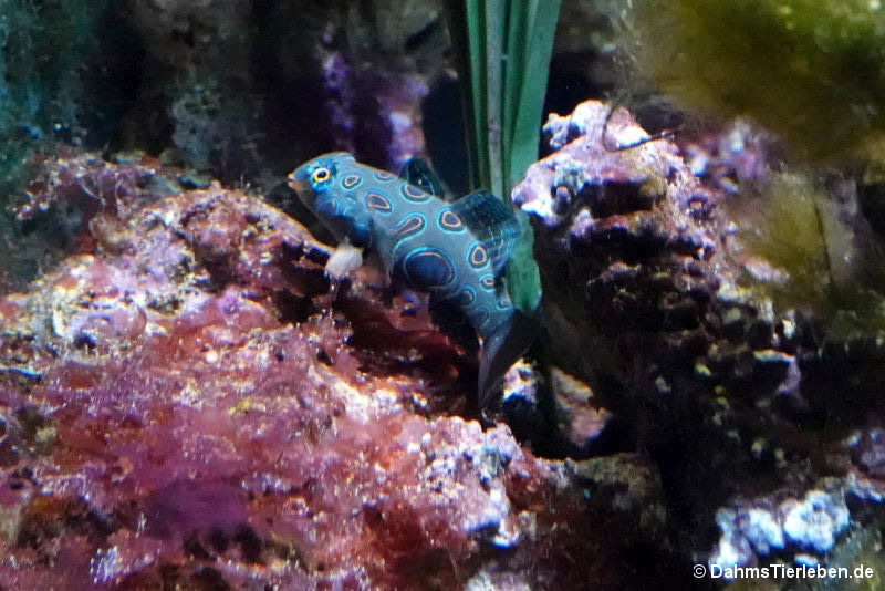 Leierfisch Synchiropus picturatus-1