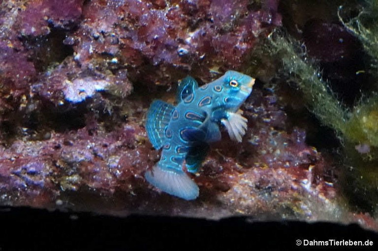 Synchiropus picturatus