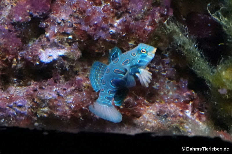 Synchiropus picturatus