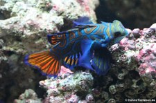 Mandarin-Leierfisch (Synchiropus splendidus) im Kölner Zoo