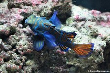 Mandarin-Leierfisch (Synchiropus splendidus) im Kölner Zoo