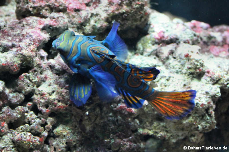 Mandarin-Leierfisch Synchiropus splendidus-1