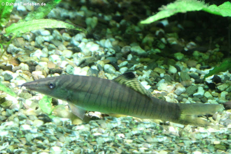 Syncrossus hymenophysa-1