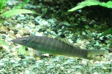 Syncrossus hymenophysa im Kölner Zoo