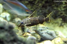  Rückenschwimmender Kongowels (Synodontis nigriventris) im Kölner Zoo