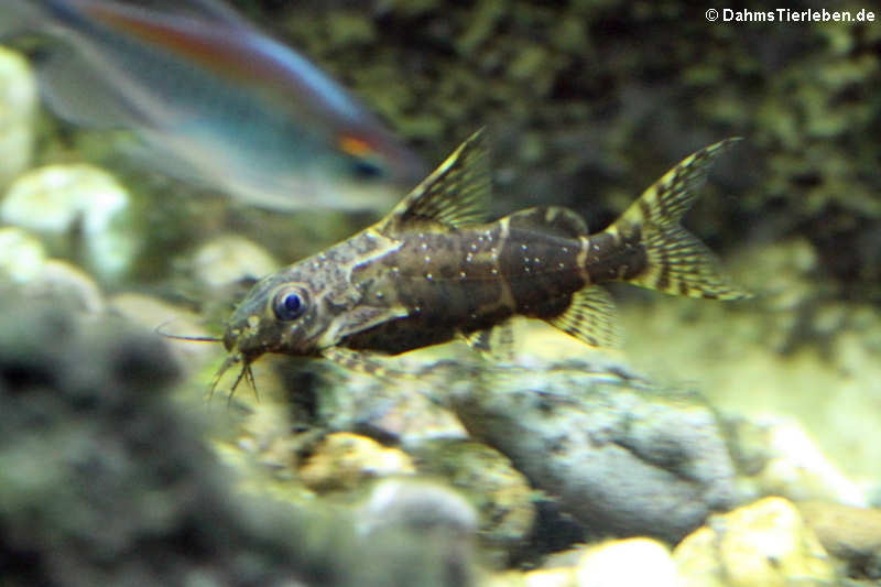 Rückenschwimmender Kongowels (Synodontis nigriventris)