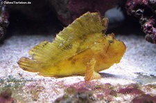 Schaukelfisch (Taenianotus triacanthus) im Kölner Zoo