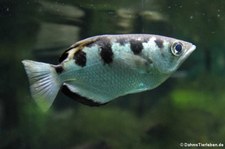 Schützenfisch (Toxotes jaculatrix) im Kölner Zoo