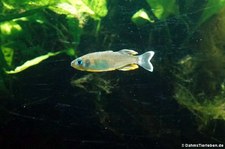 Towuti-Sonnenstrahlenfisch (Telmatherina bonti) im Kölner Zoo