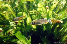 Towuti-Sonnenstrahlenfische (Telmatherina bonti) im Kölner Zoo