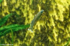 Towuti-Sonnenstrahlenfisch (Telmatherina bonti) im Kölner Zoo